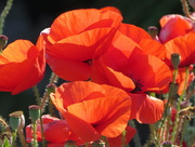 27th Aug 2014 - 018 Poppies
