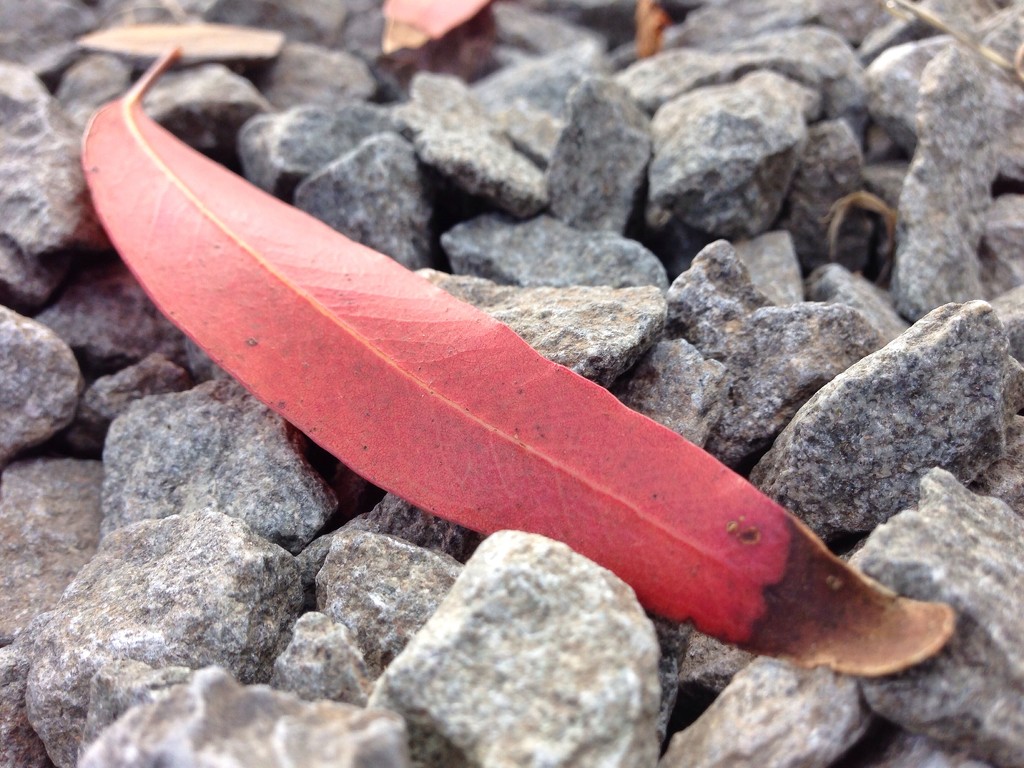 Eucalyptus leaf by overalvandaan