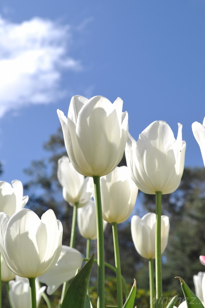 Araluen tulips by winshez