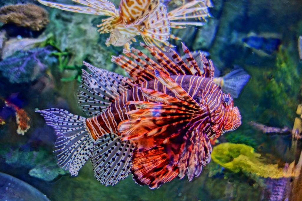 Fish in aquarium by cocobella