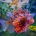 Fish in aquarium by cocobella