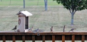 20th Aug 2014 - Friends at the Feeder