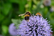 26th Aug 2014 - Bees
