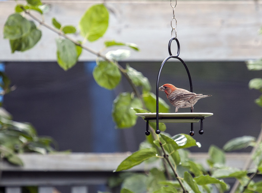 A male house finch on the feeder. by gardencat