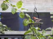 26th Aug 2014 - A male house finch on the feeder.