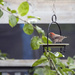 A male house finch on the feeder. by gardencat