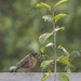 Juvenile Robin by gardencat