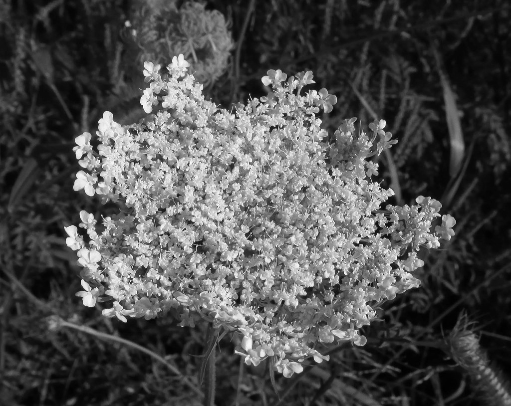 Queen Anne's Lace in B&W by mittens