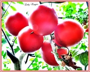 26th Aug 2014 - Tomatoes Anyone