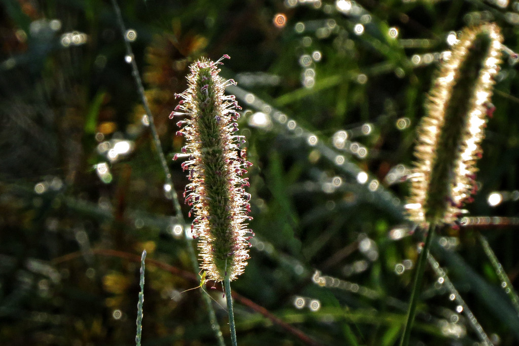 Sun Lit Weeds by milaniet