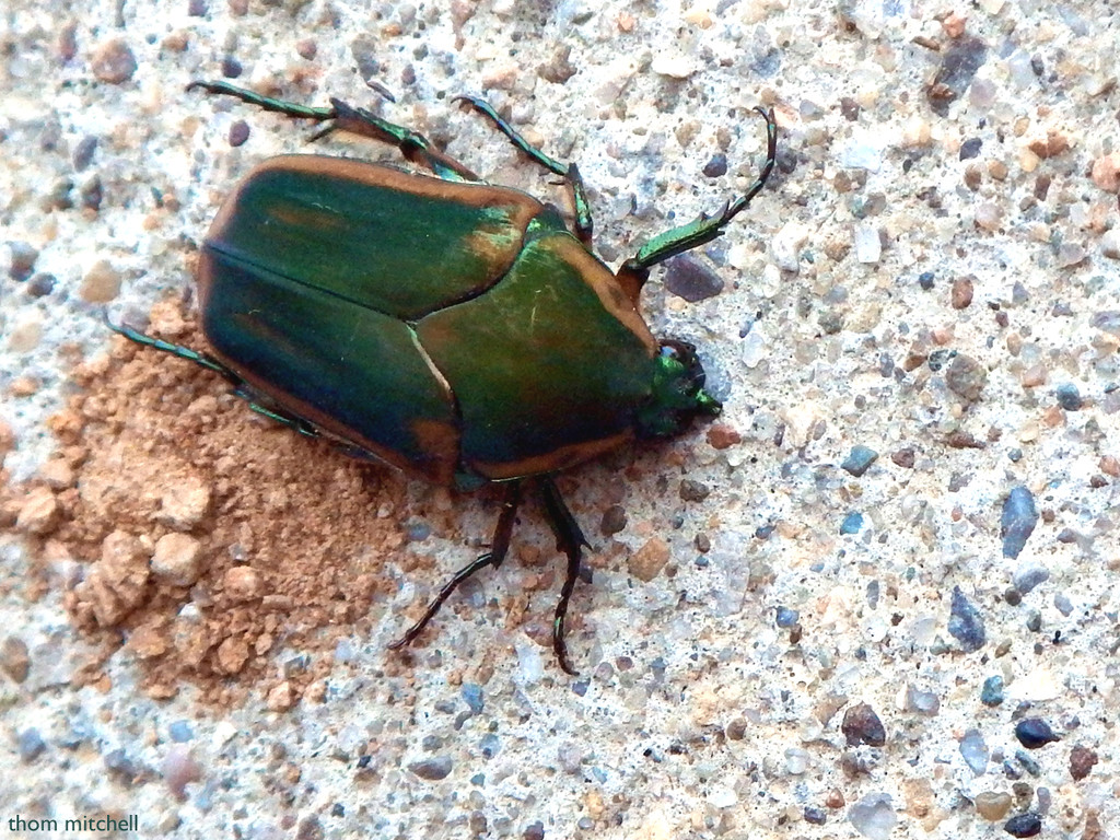 Green June Beetle by rhoing