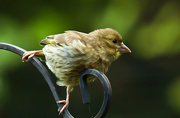 26th Aug 2014 - 26th August 2014 - Baby Greenfinch