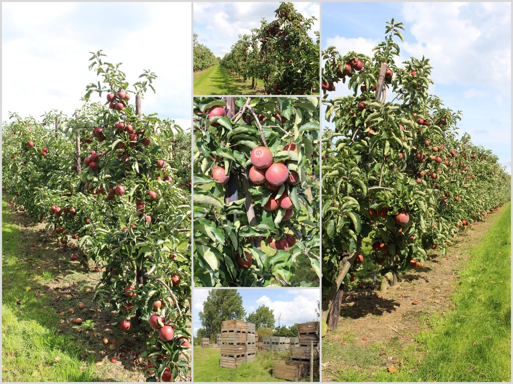 Harvest time II Apples  by pyrrhula