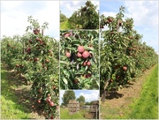 26th Aug 2014 - Harvest time II Apples 