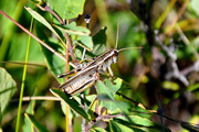 26th Aug 2014 - Grasshopper