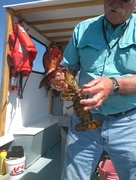26th Aug 2014 - Lobster Lesson