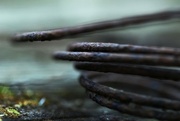 26th Aug 2014 - Rusty Coil 