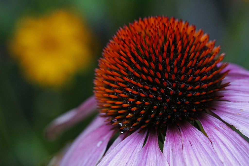Coneflower in Color by mzzhope