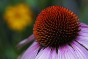 26th Aug 2014 - Coneflower in Color