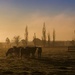 Grazing in the early morning  by teodw