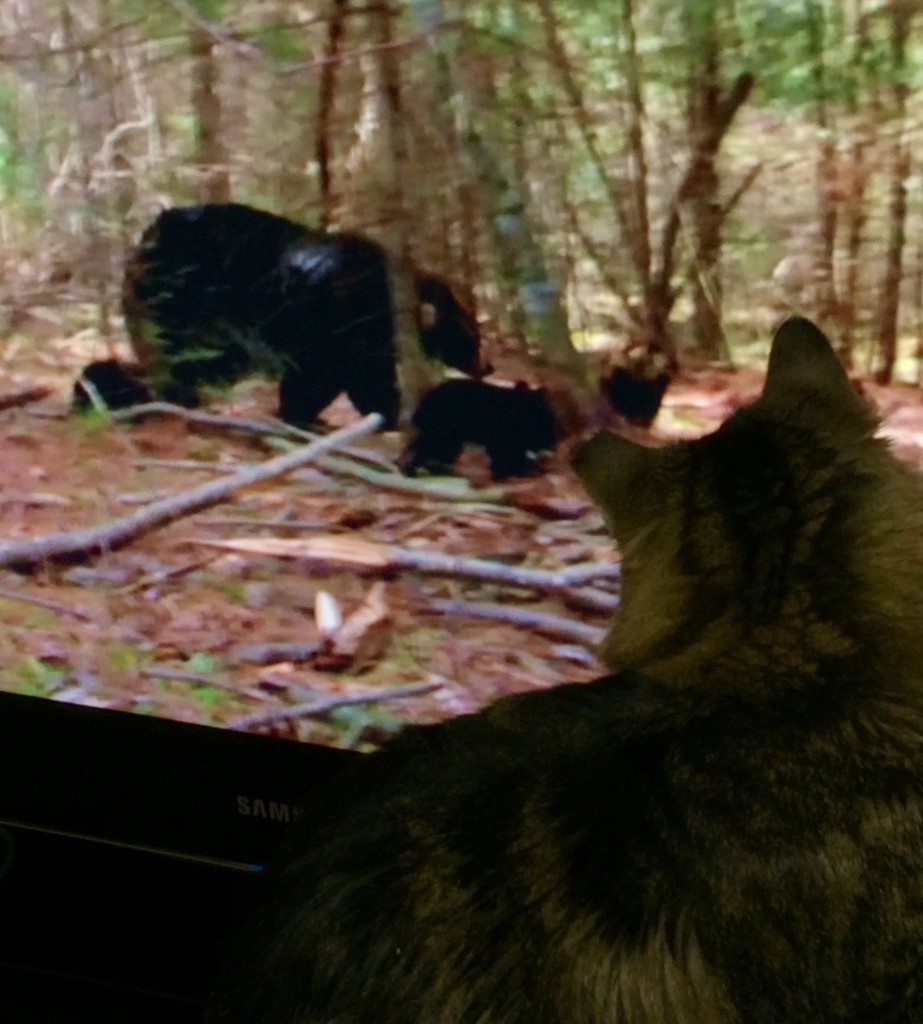 Reilly loves watching Nat Geo Wild channel by graceratliff