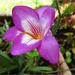 Purple flower by kerenmcsweeney