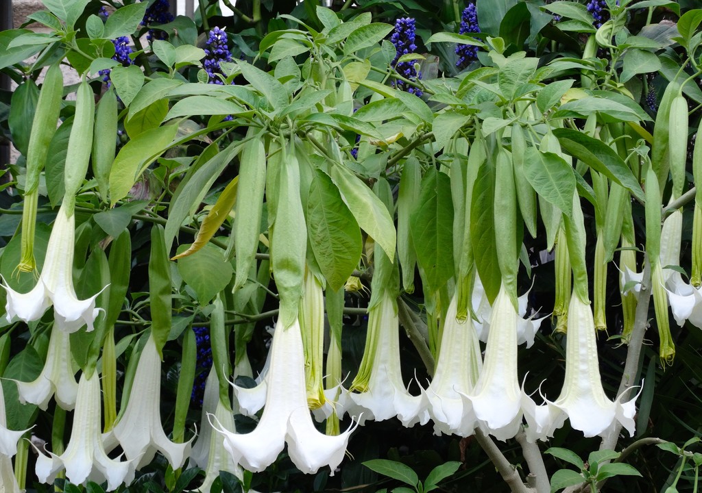 Cascading White Angel Trumpets  by khawbecker