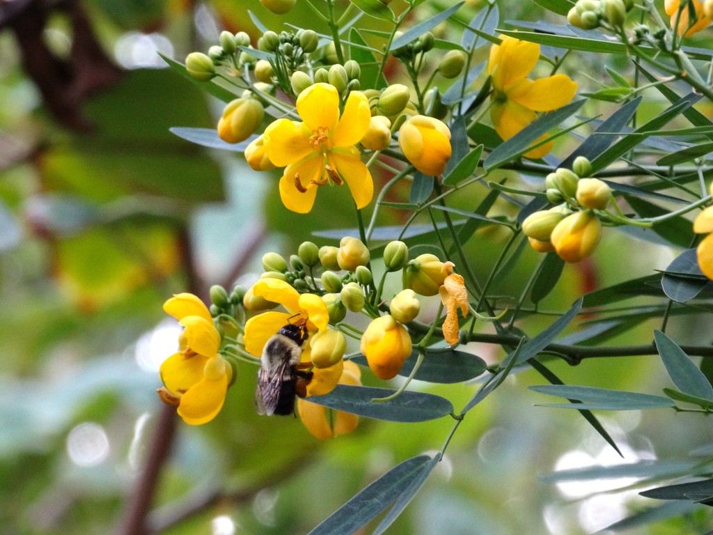 Flowery Senna and Bee by khawbecker