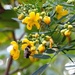 Flowery Senna and Bee by khawbecker