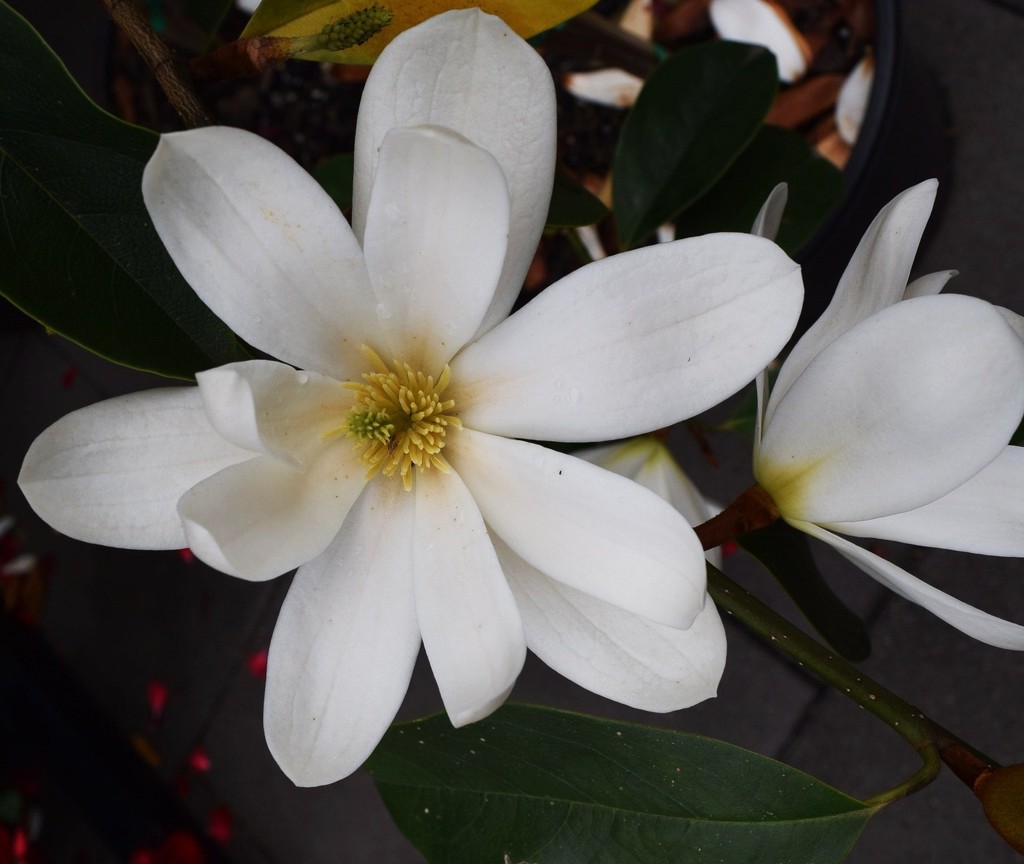Beautiful Fairy Magnolia.  by happysnaps