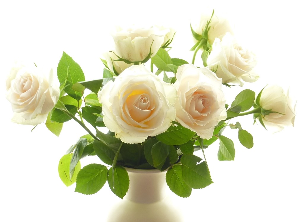 a vase of roses by quietpurplehaze
