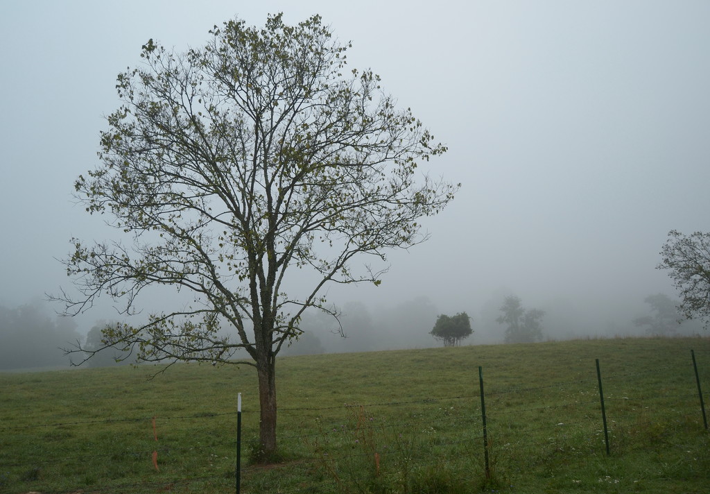 Tree in Fog by francoise