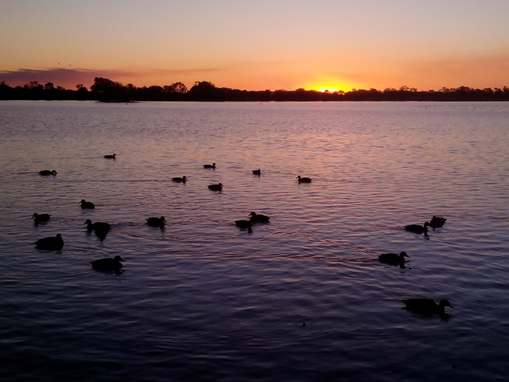 Ducks at sunset by jeneurell