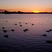 Ducks at sunset by jeneurell