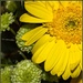 Yellow flower by gosia