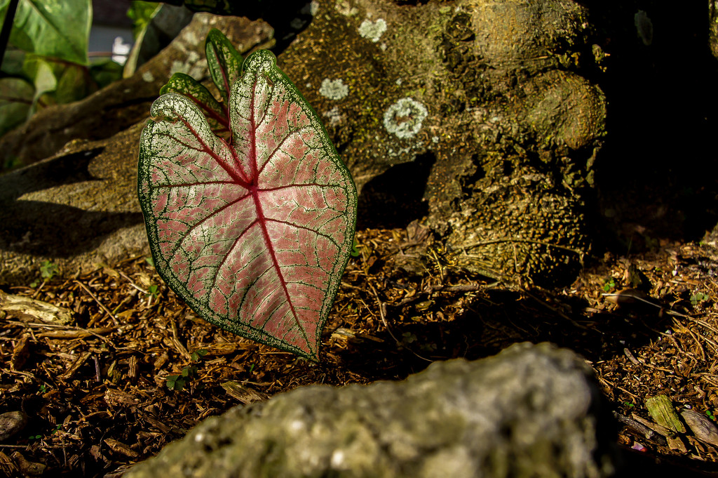 More caladiums by danette