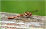 27th Aug 2014 - Dragonfly