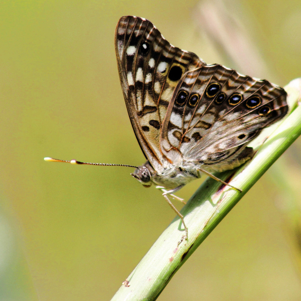 Friendly Lepidoptera by cjwhite