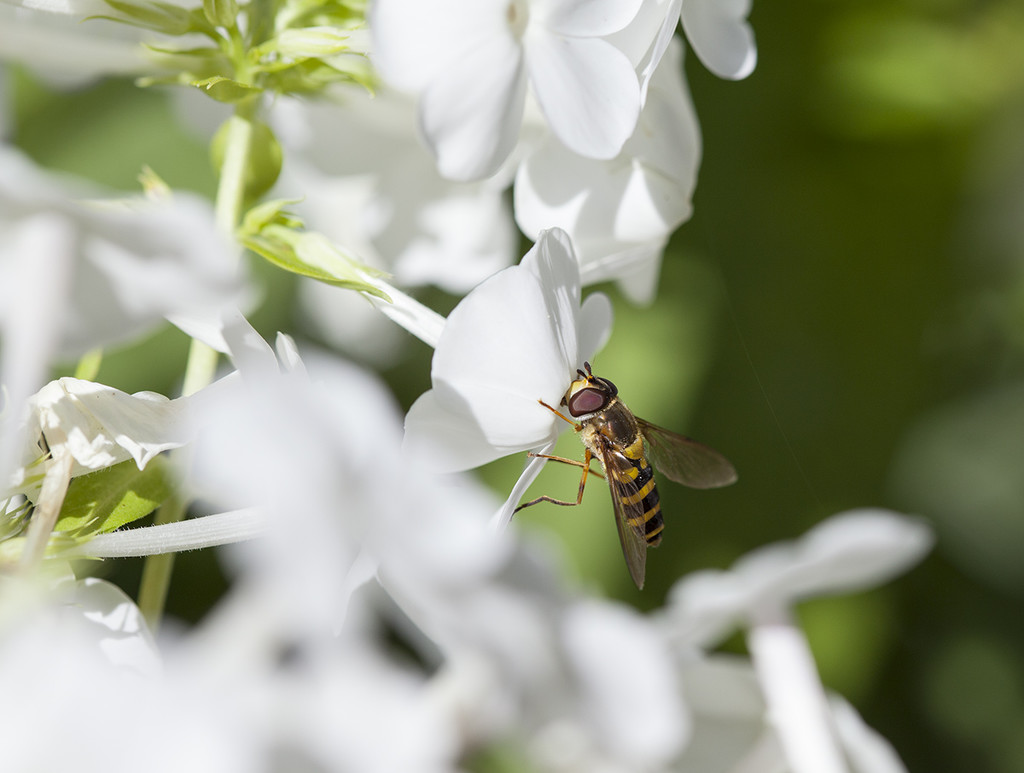 Hoverfly on White Phlox by gardencat