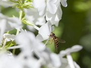 27th Aug 2014 - Hoverfly on White Phlox