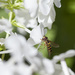 Hoverfly on White Phlox by gardencat