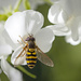 Hoverfly Crop by gardencat
