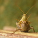 Grasshopper Tango by kareenking