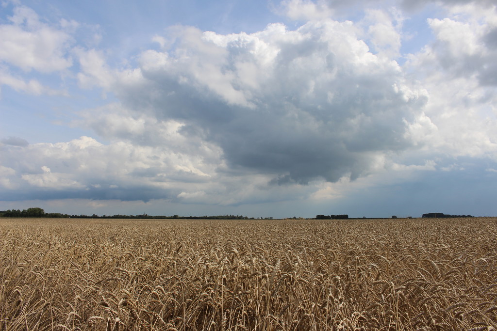 Wheat, ready to be harvest. by pyrrhula