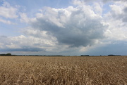 27th Aug 2014 - Wheat, ready to be harvest.