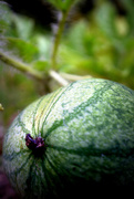 27th Aug 2014 - Day 239:  Homegrown Baby Watermelon
