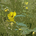 Small Yellow Flower Cutout Effect by rminer