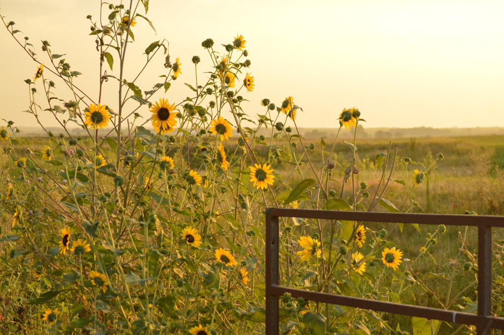 Sunflower Riot by kareenking