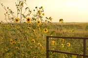 27th Aug 2014 - Sunflower Riot