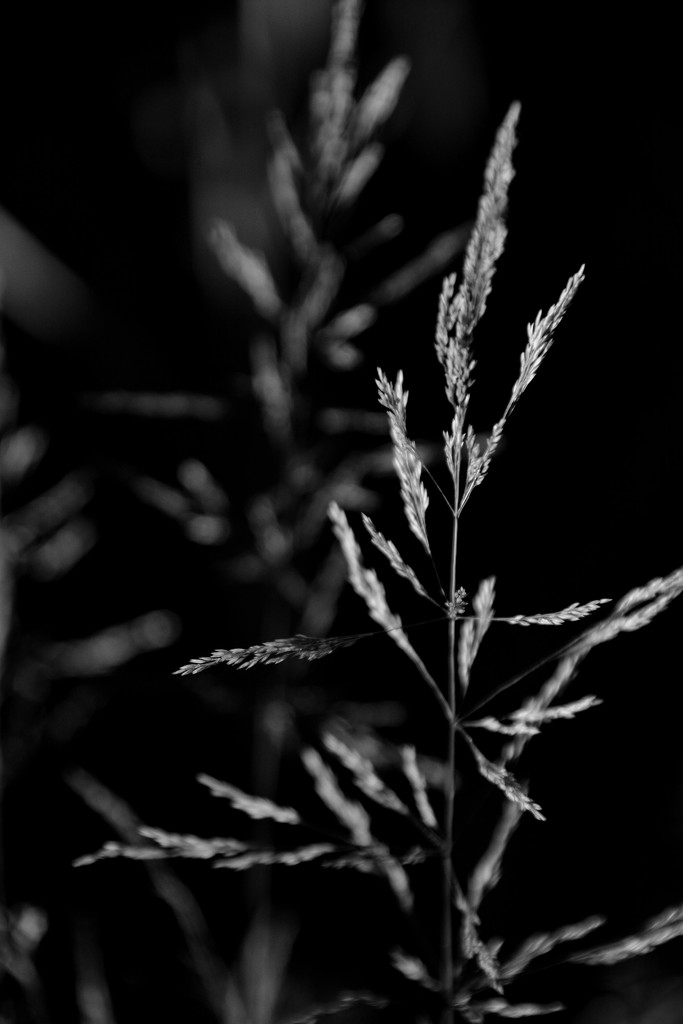 black/white grass by jayberg